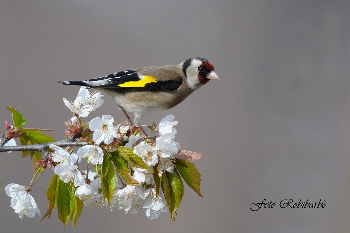 Goldfinch .....