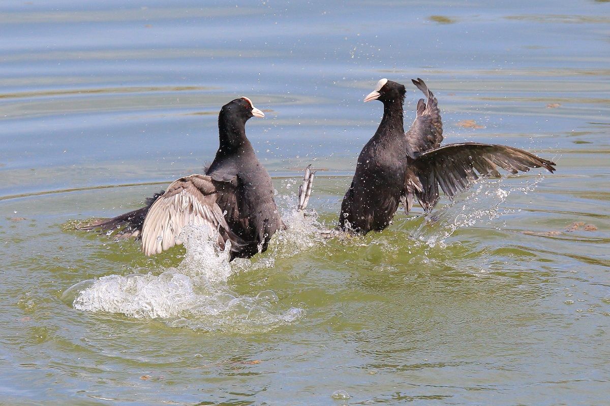 Fight between Coots