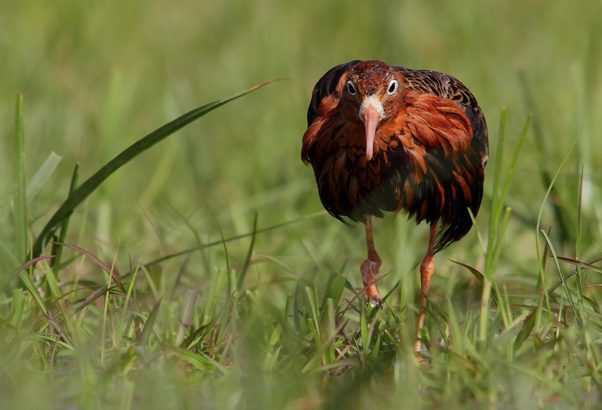 combattente in abito riproduttivo