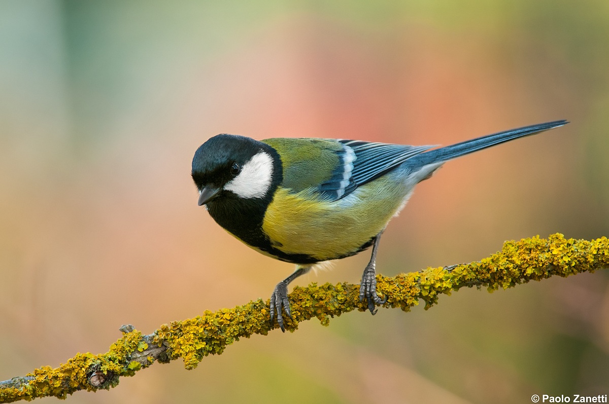 Great Tit