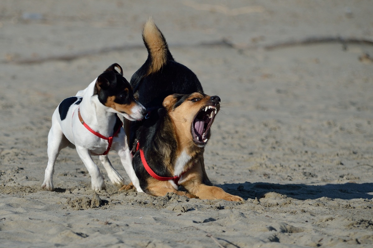 Finta aggressione e stupore di chi non se lo aspettava