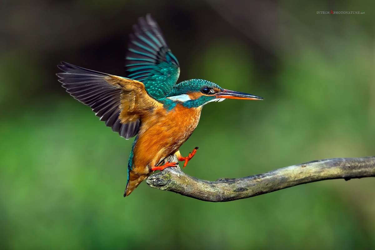 Kingfisher