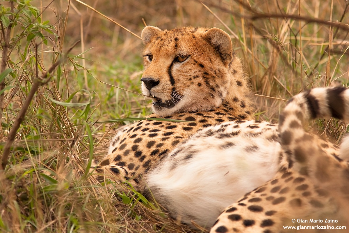 Acinonyx / Cheetah