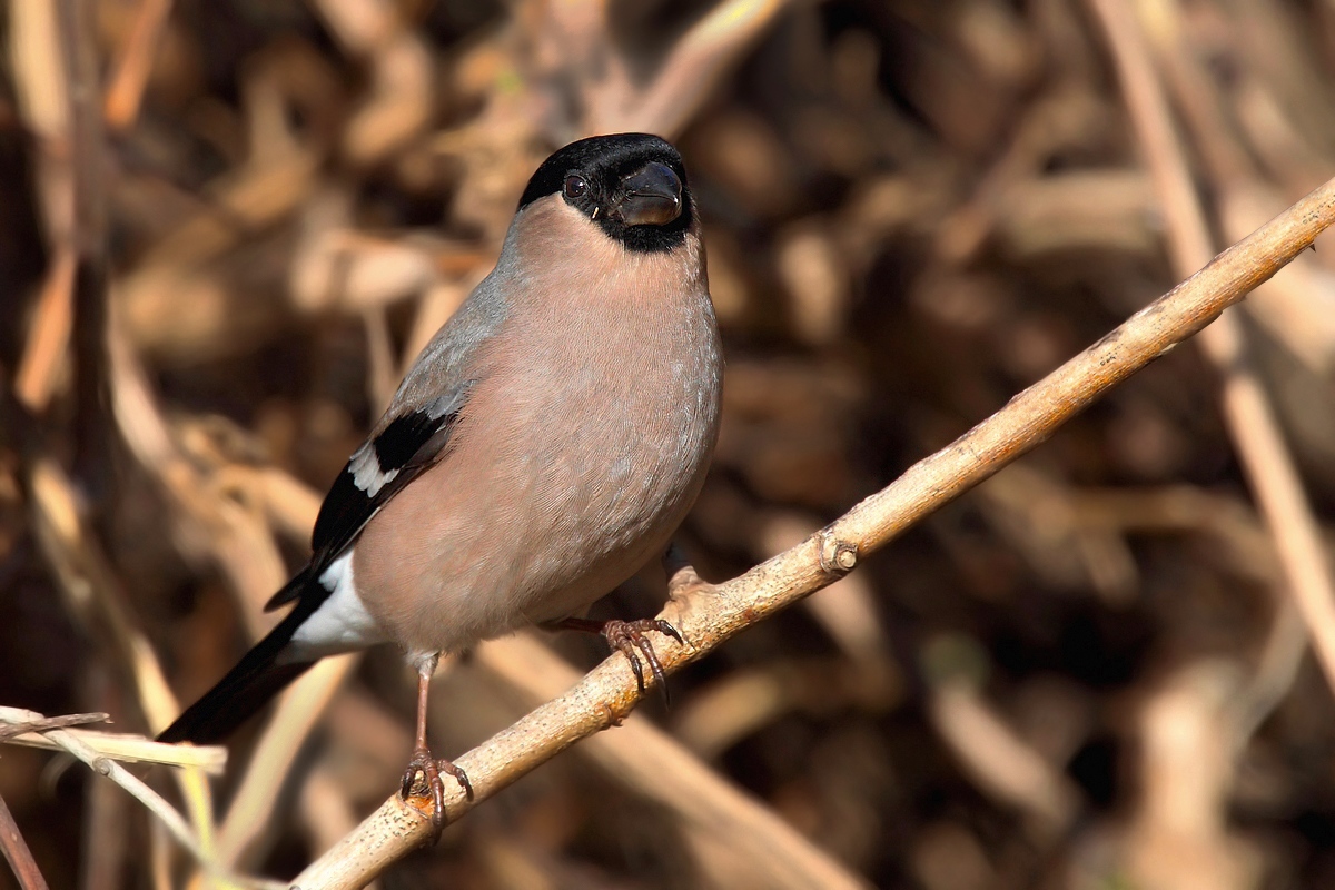 female bullfinch