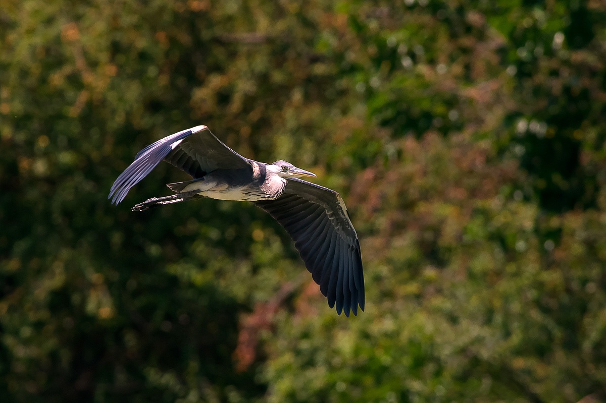 Grey heron in flight