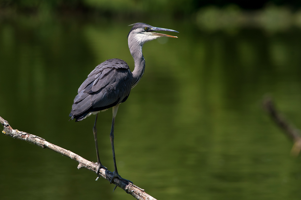Grey heron in break