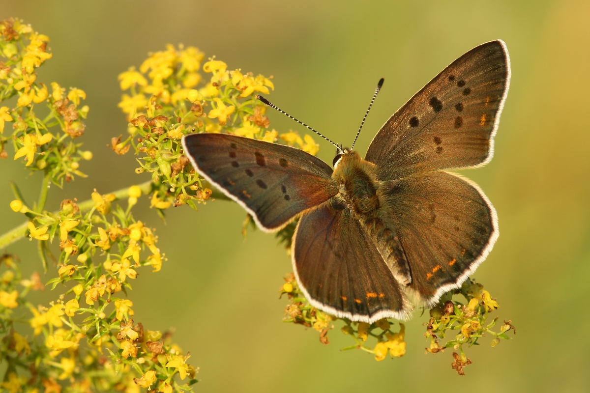 Lycaena tityrus