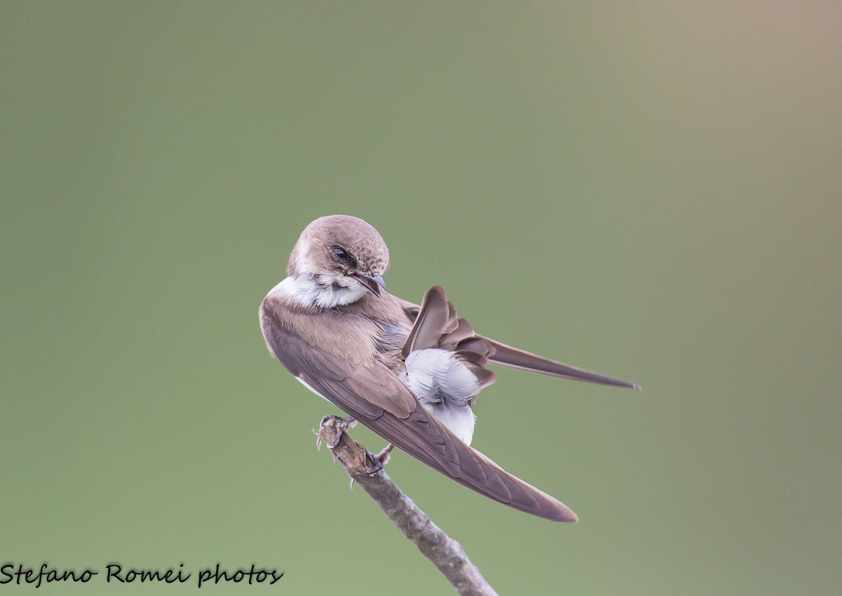 sand martin (Riparia riparia)