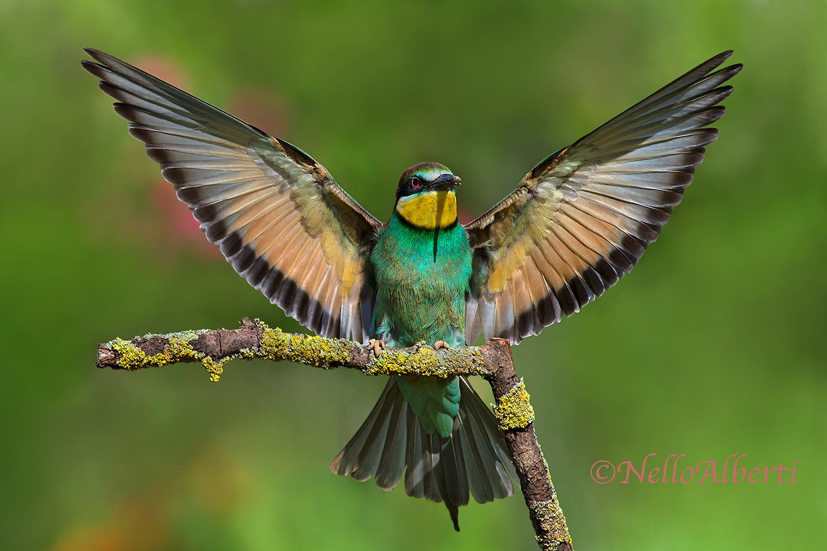 Waiting for the bee-eaters