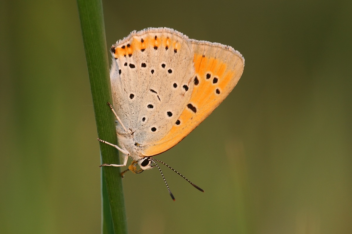 Lycaena dispar rutila