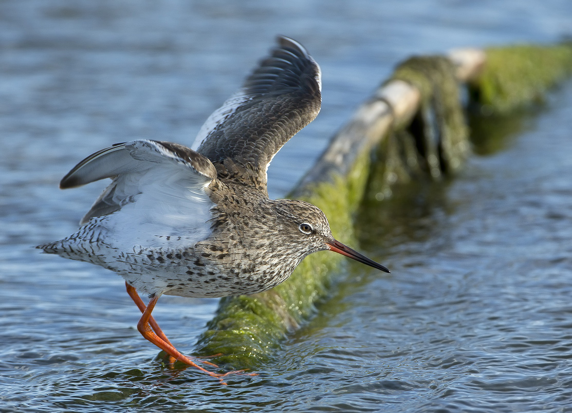 pettegola in atterraggio
