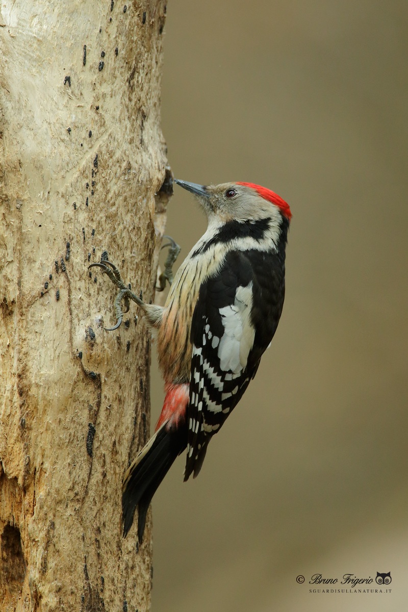 woodpecker pimp