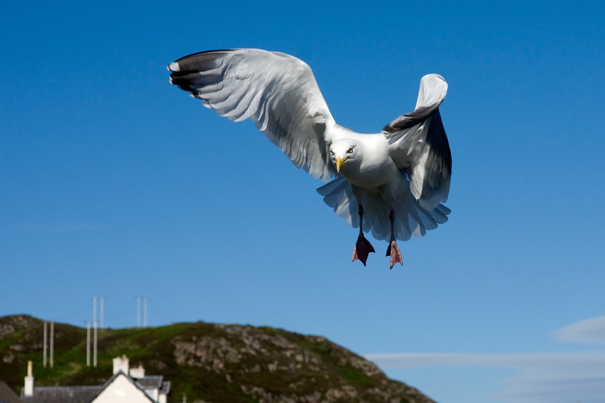 Seagulls attack :: ::