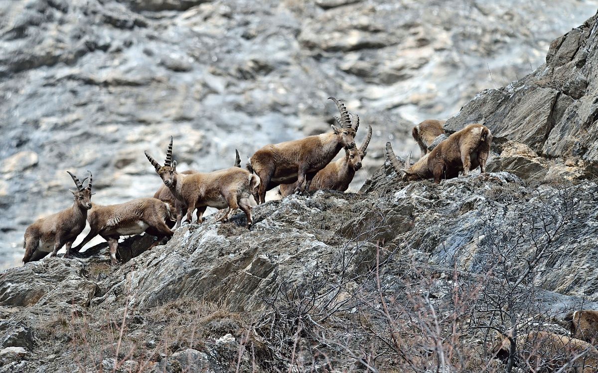 group of ibex