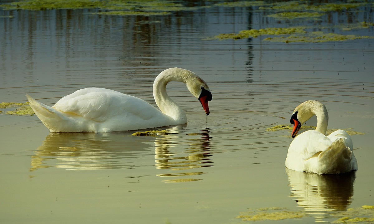 Pair swans