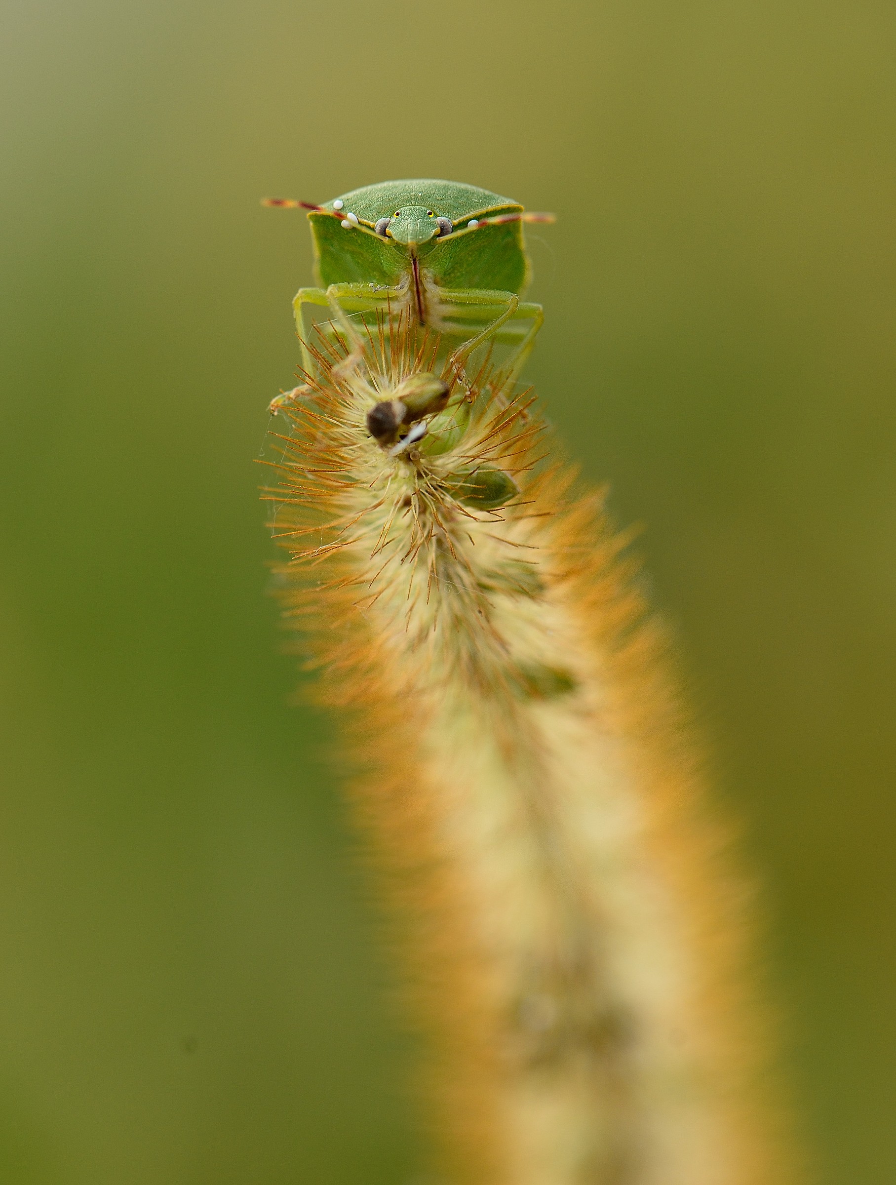 Una specie di cimice