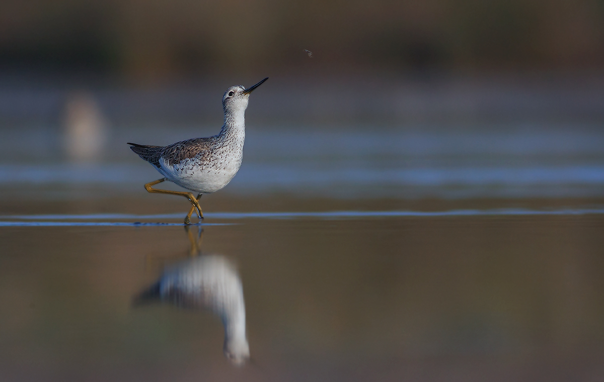 L'albastrello e la zanzara
