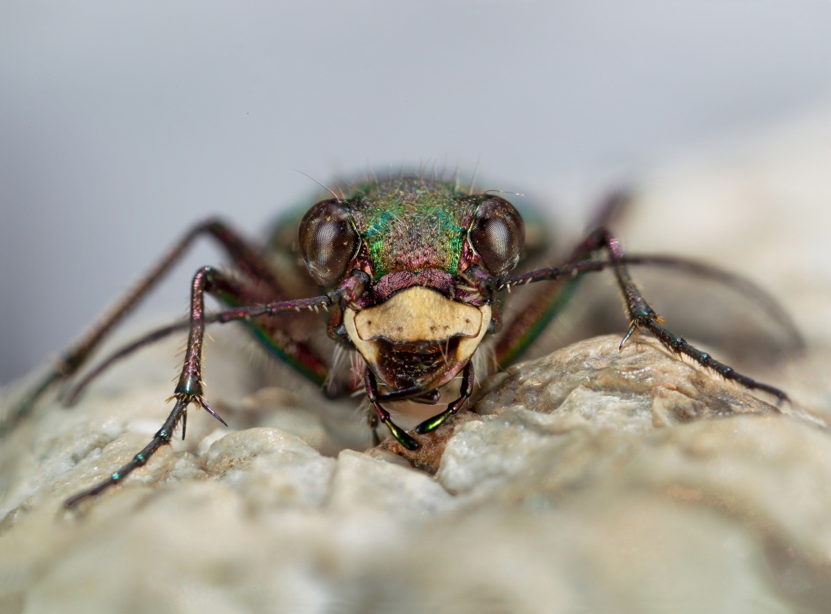 Cicindela campestris.