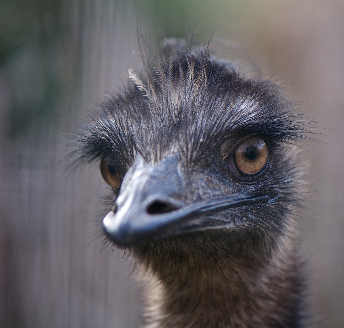 Emu'
