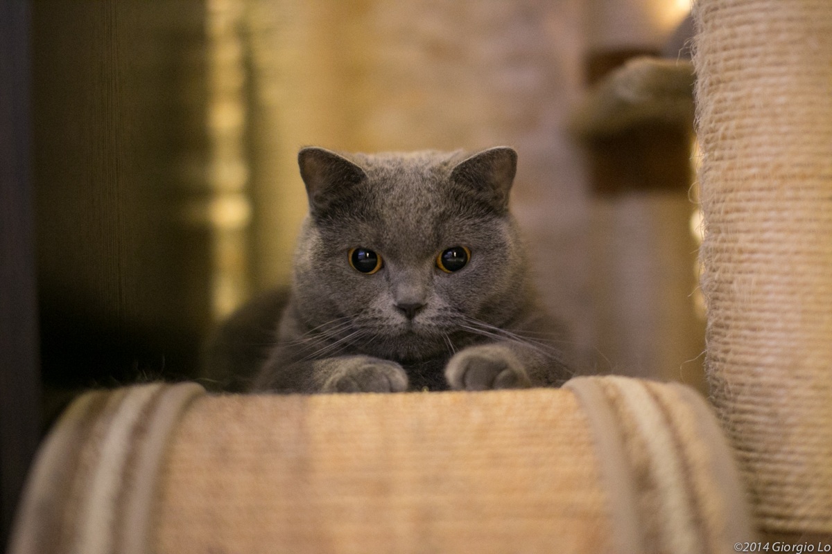 Test Cat low light#1