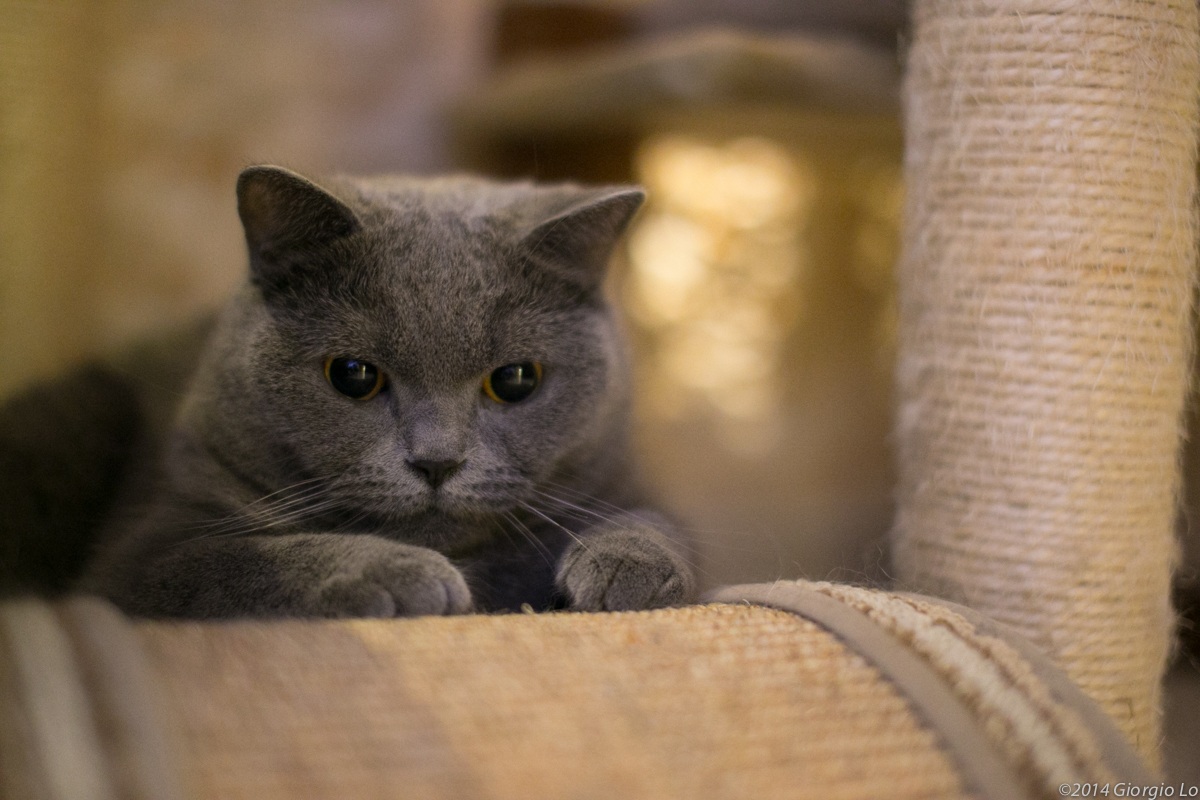 Test  Cat low light#2