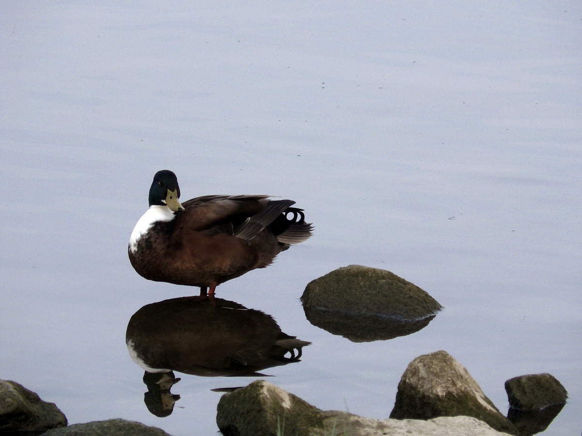 In posa sull'acqua 2