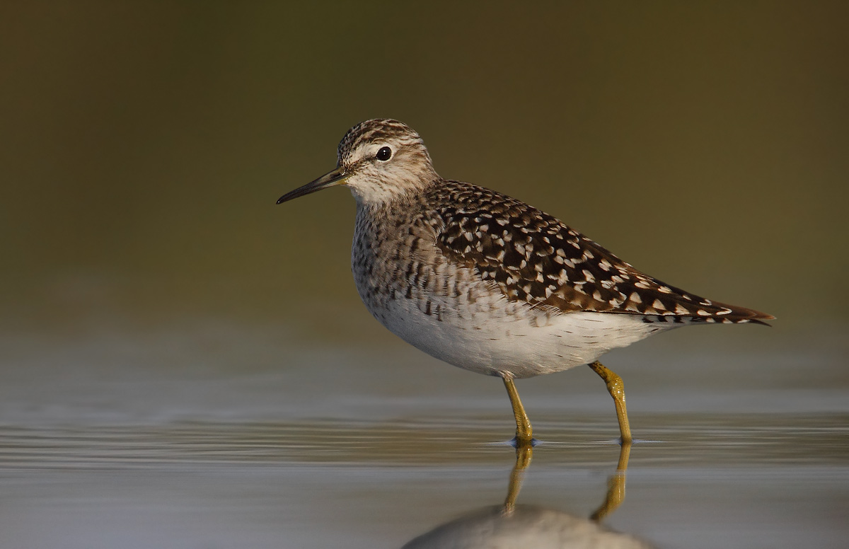 sandpipers boschereccio