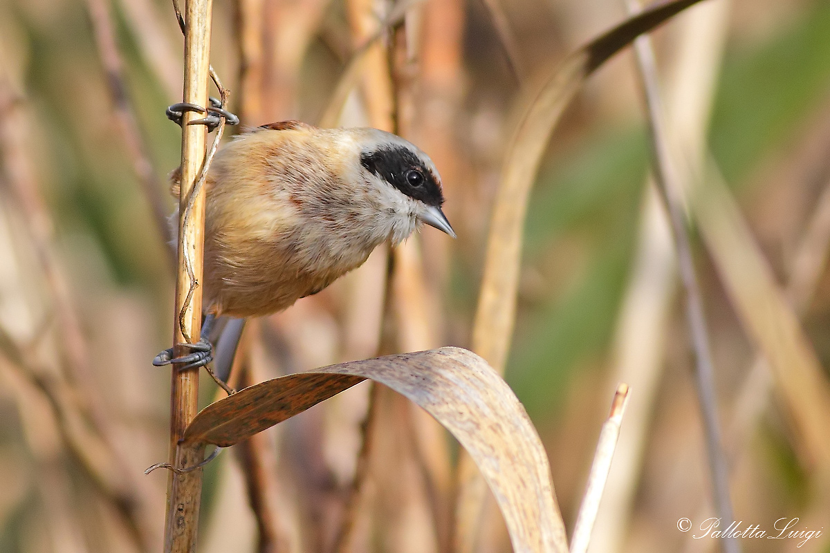 Pendolino(Remiz pendulinus)