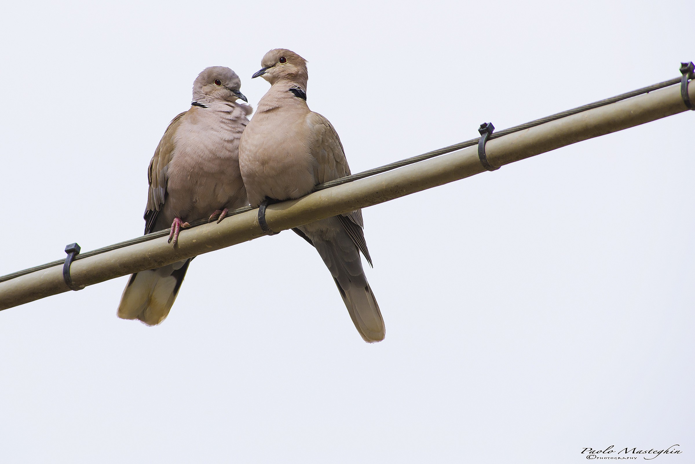 Two hearts and an electric cable ......