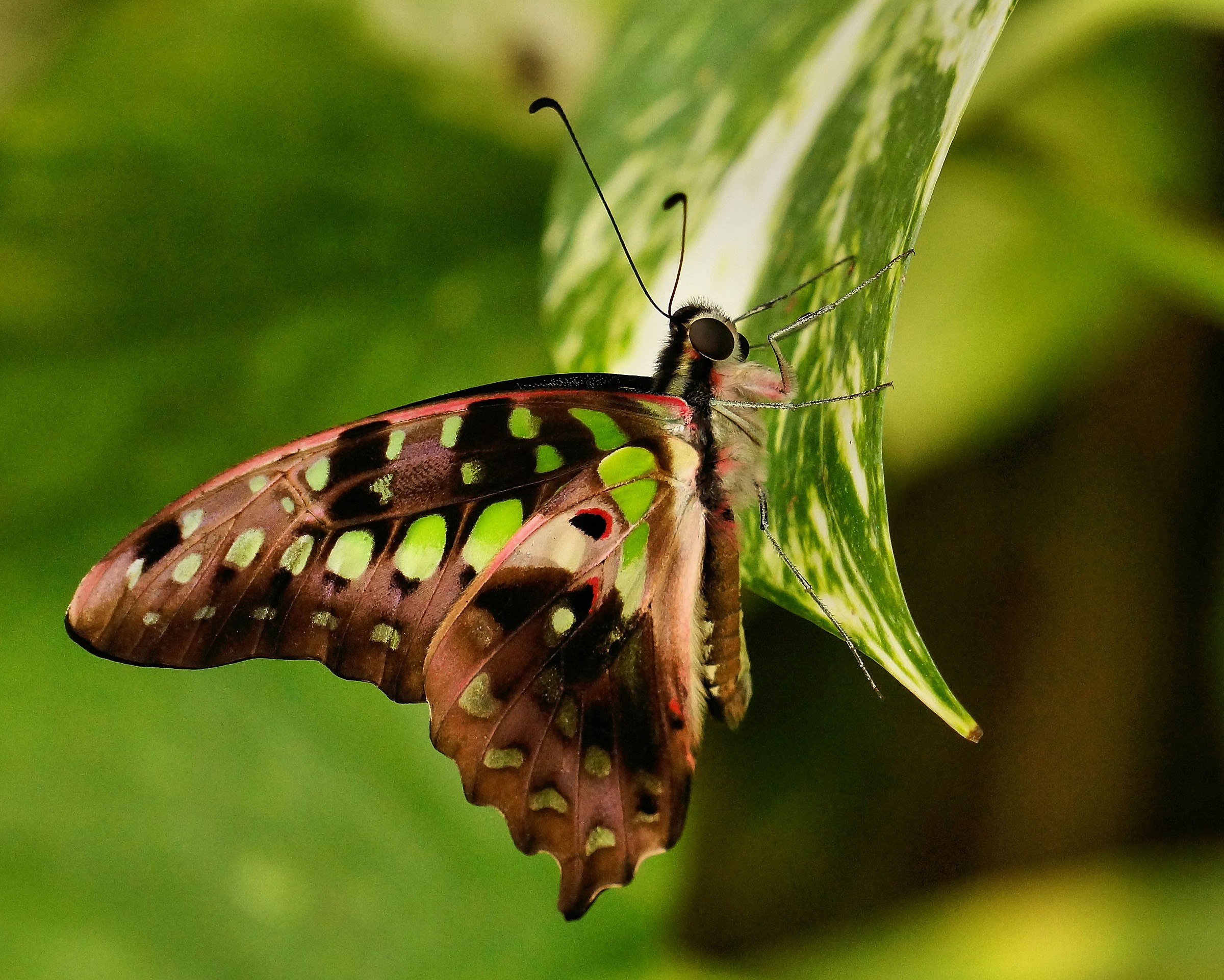 Appesa ad una foglia
