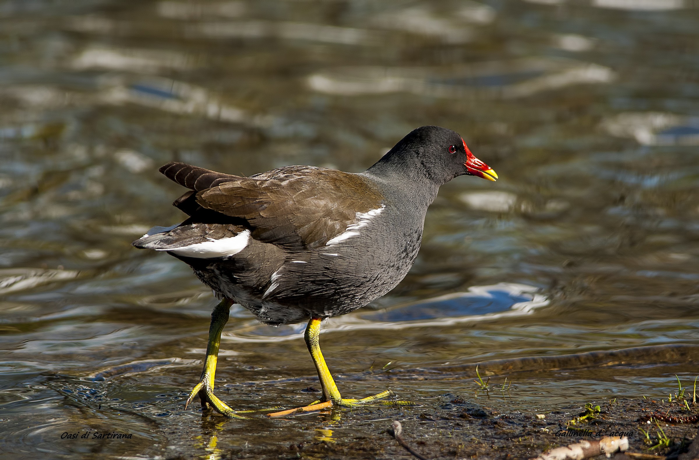 Moorhen d 'water