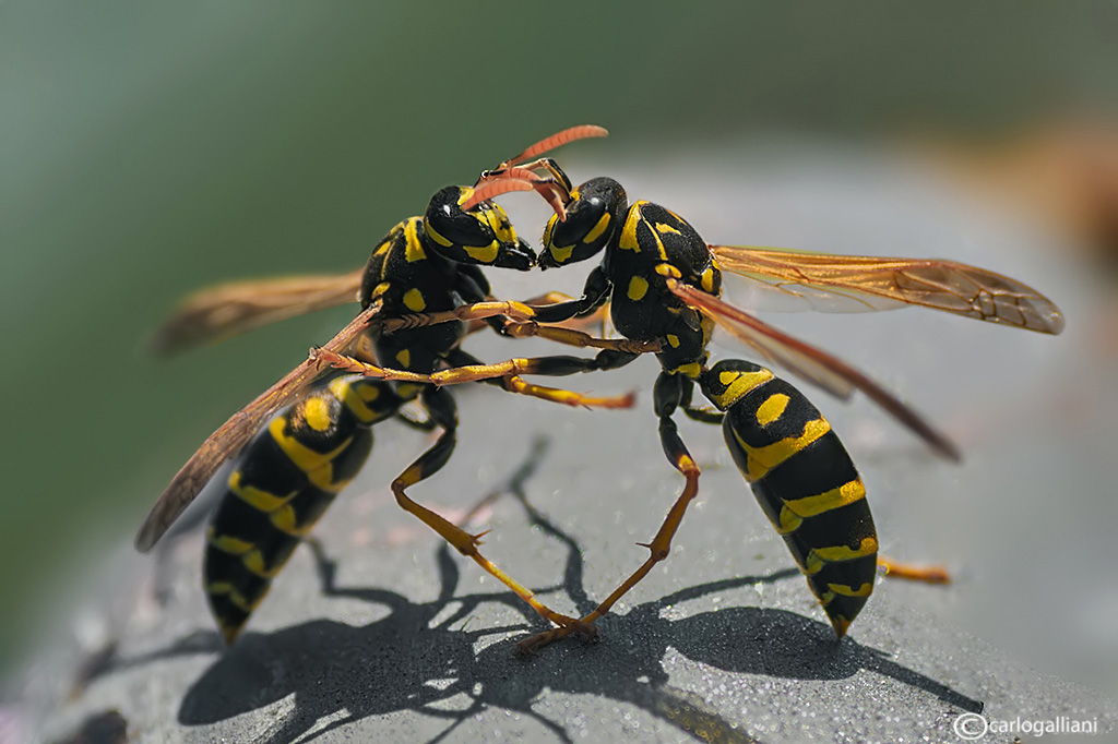 Tango, waltz or war?