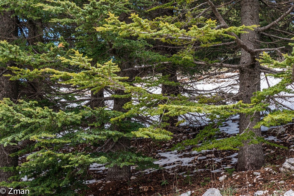 The Majestic Cedars Of Lebanon