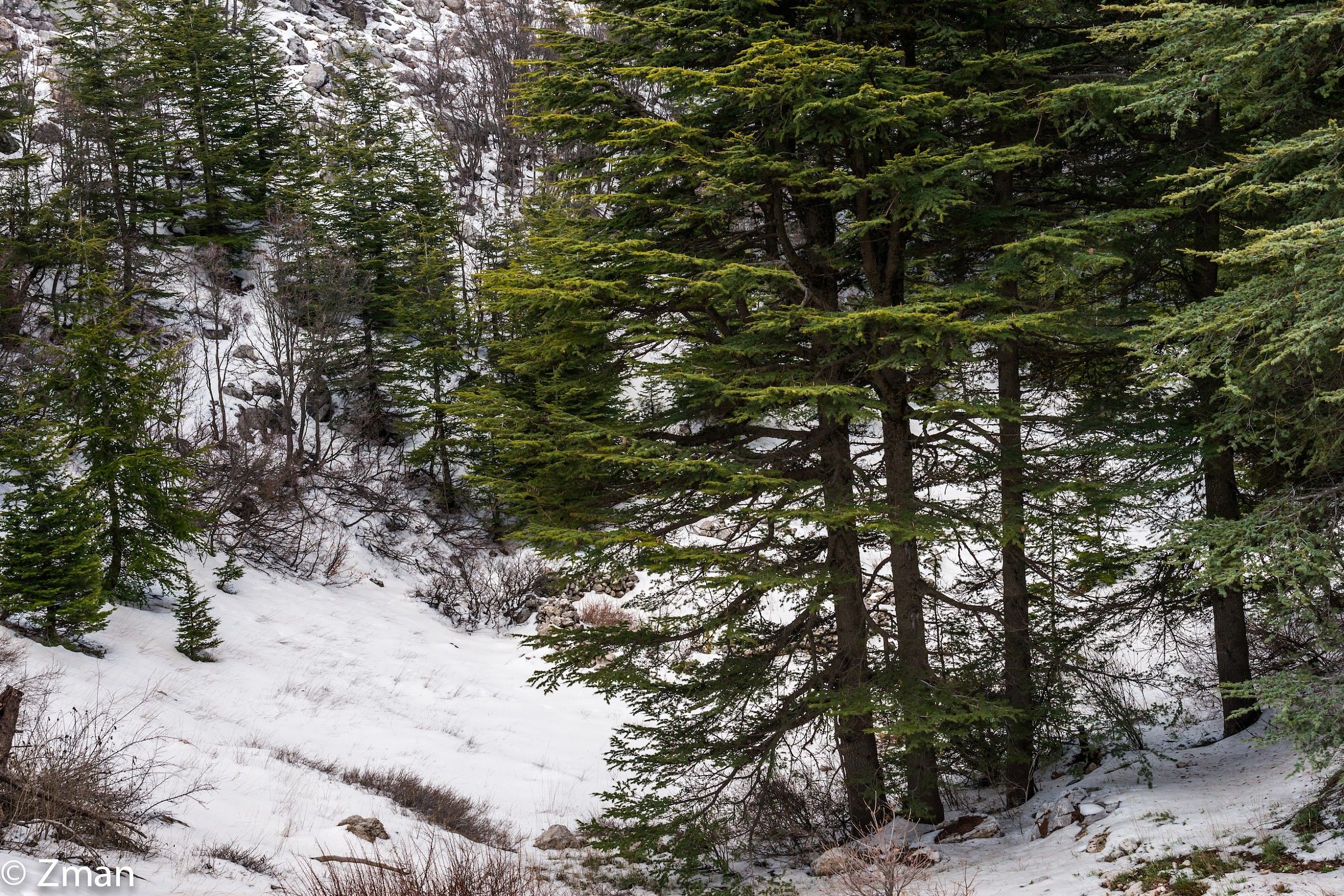 The Majestic Cedars Of Lebanon