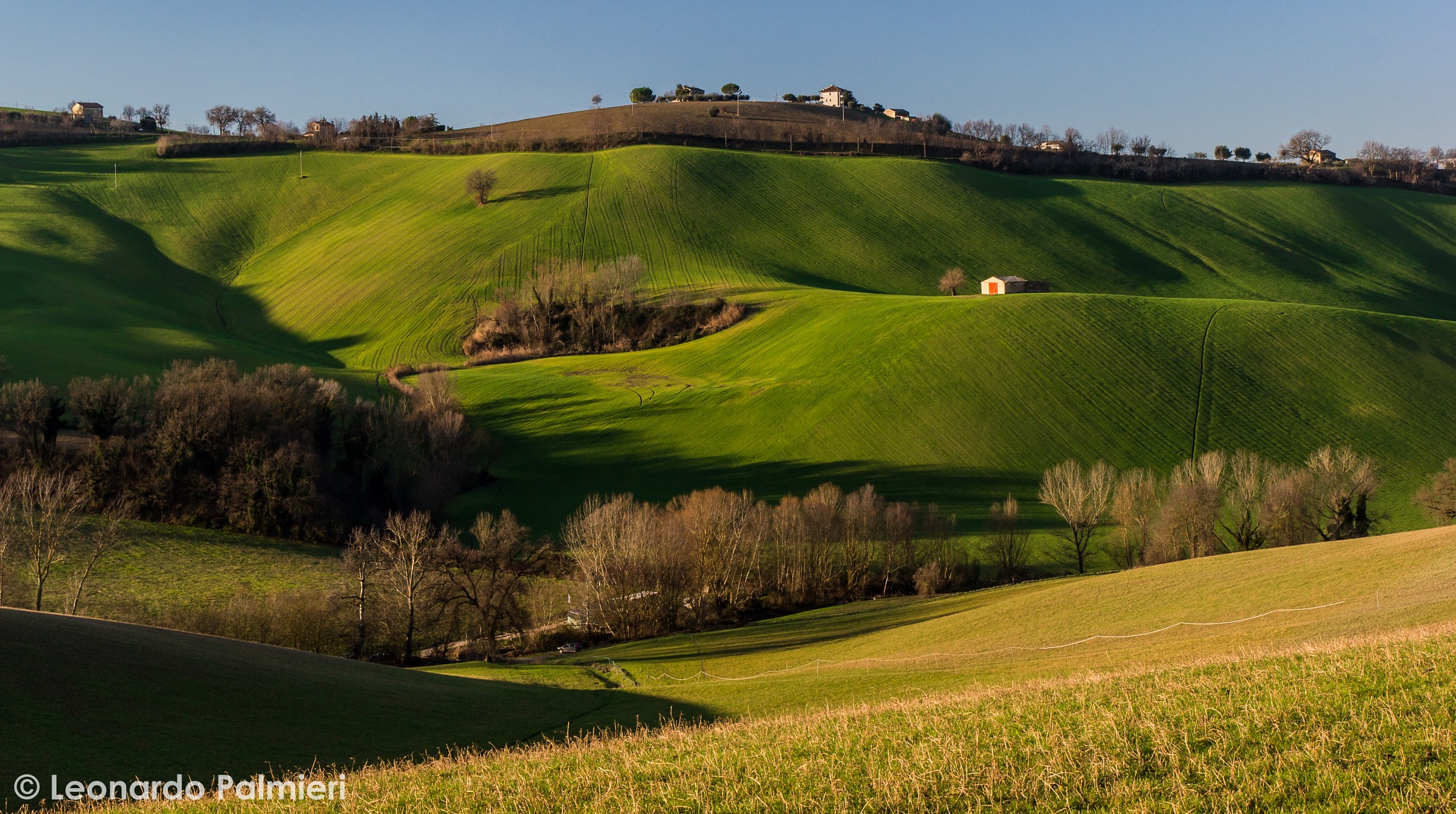 Green as the wheat ...