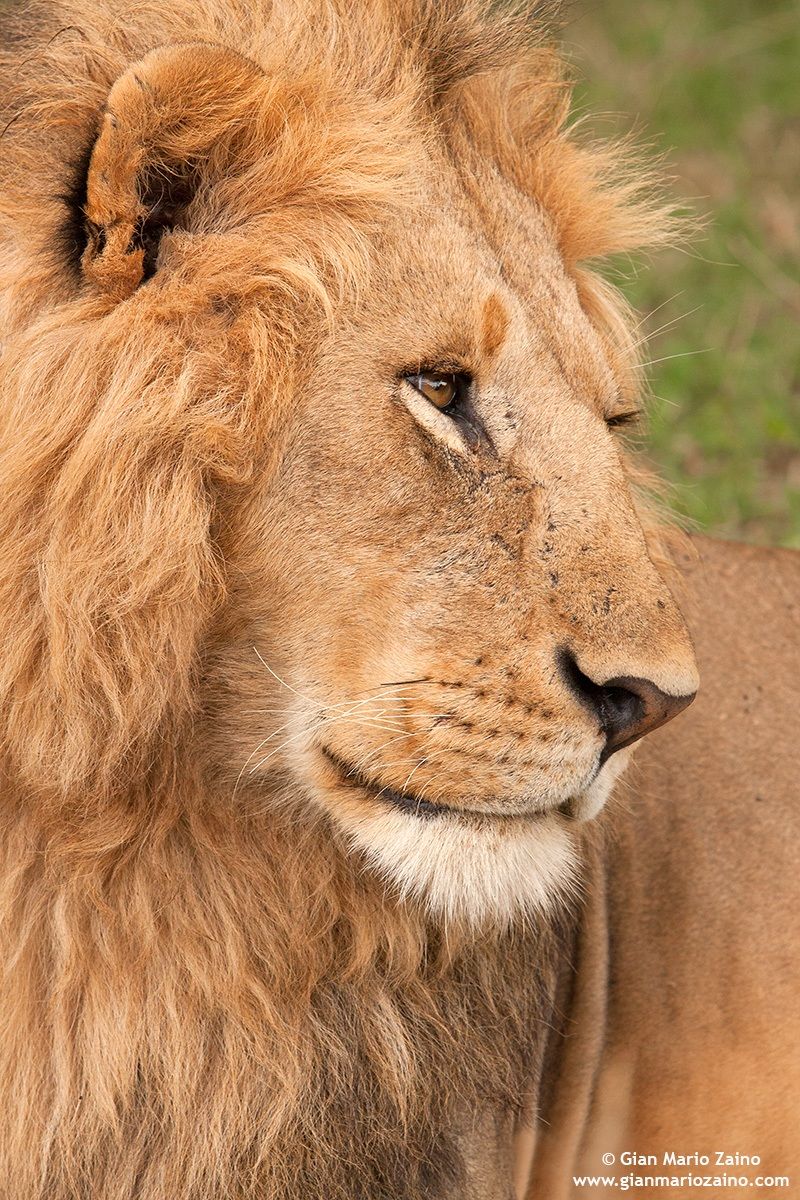 Panthera Leo / Leo / Lion