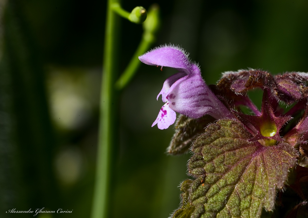 Lamium Purpureum