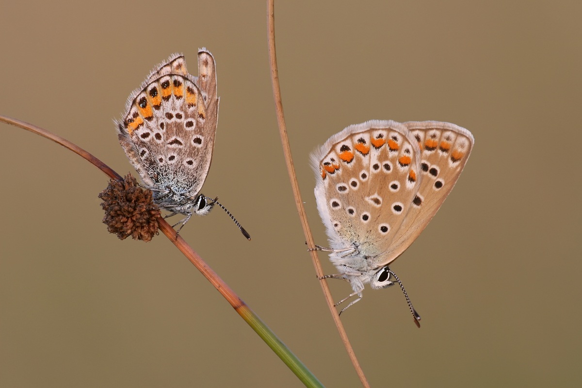 Plebeius argus and Polyommatus thersites