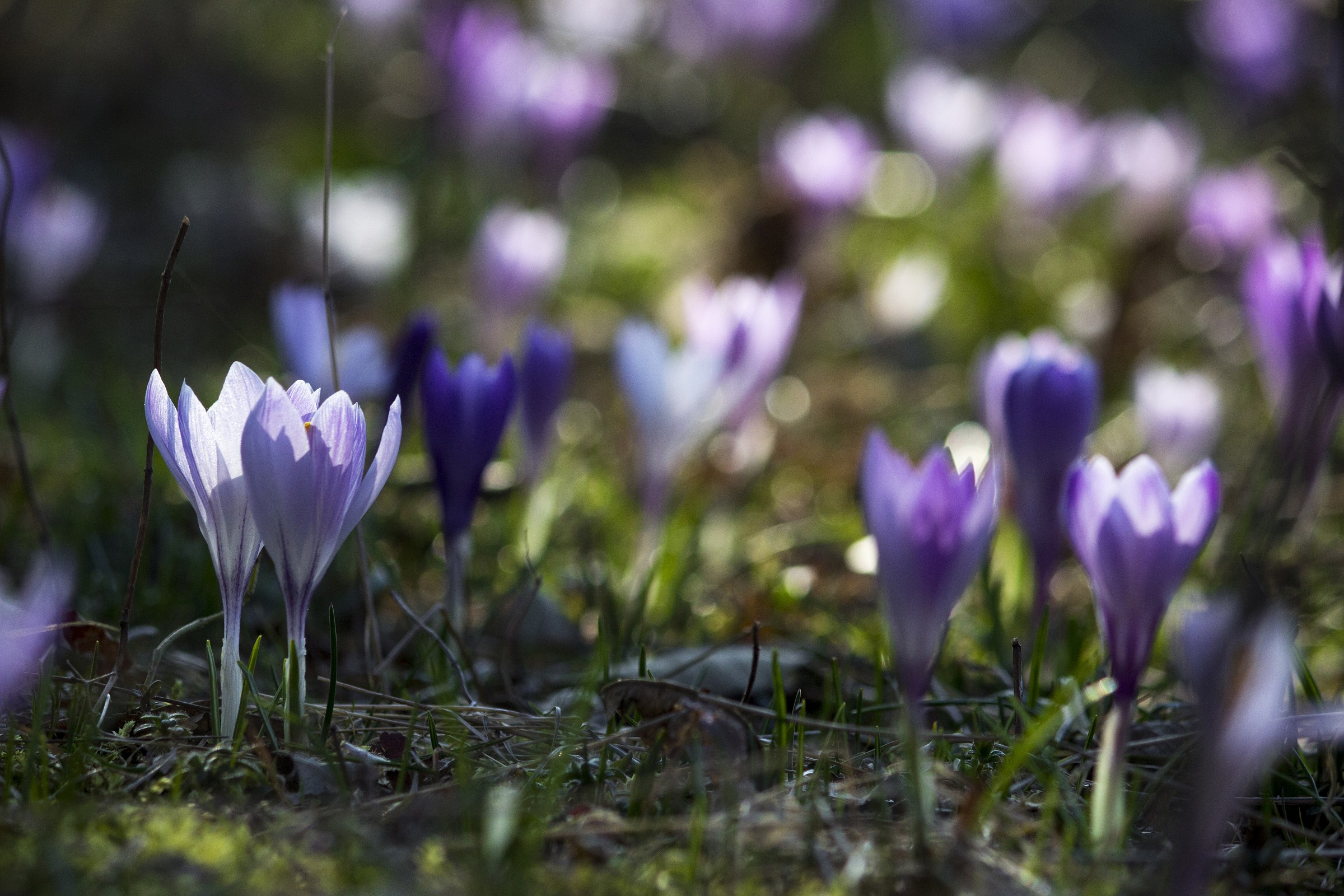 Crocchi or Sbucagneve