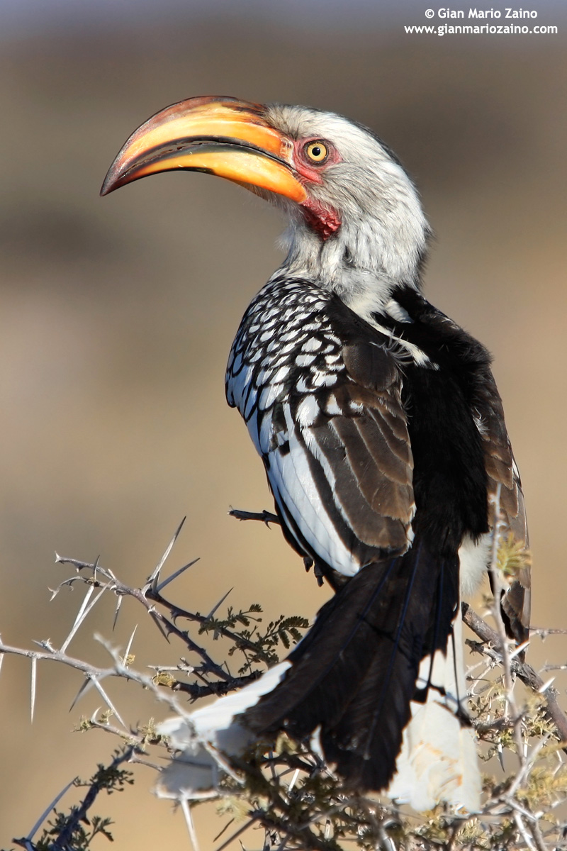 Tockus leucomelas / Southern Yellow-billed Hornbill