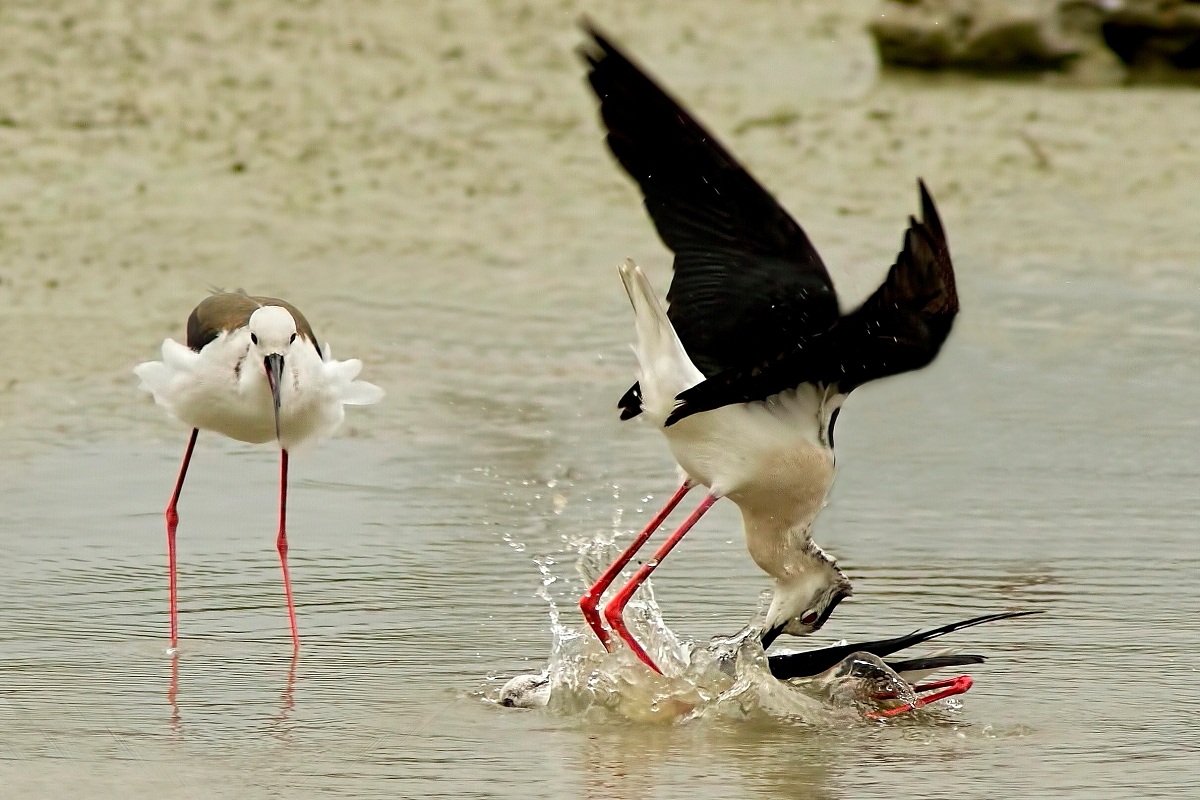 Cavalieri D'Italia:Lei Guarda