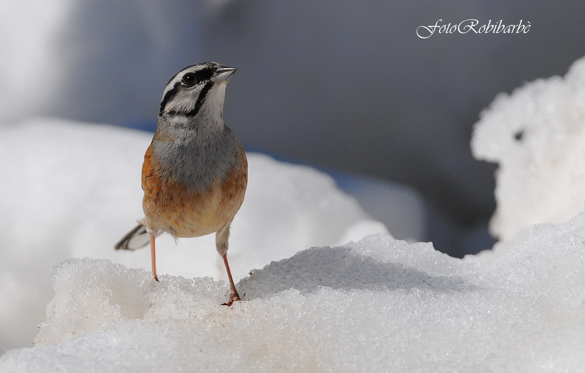 Zigolo muciatto...sulla neve...