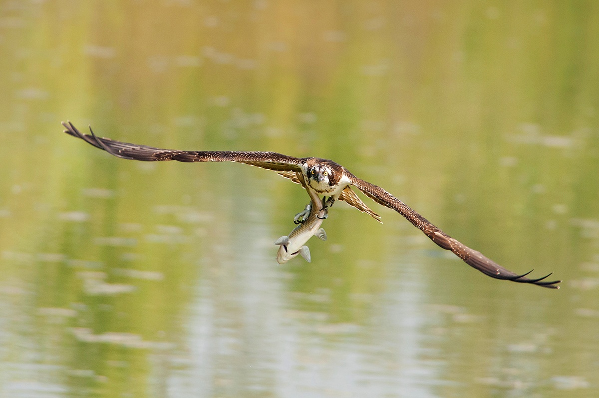 Il Pescatore e il Pesce