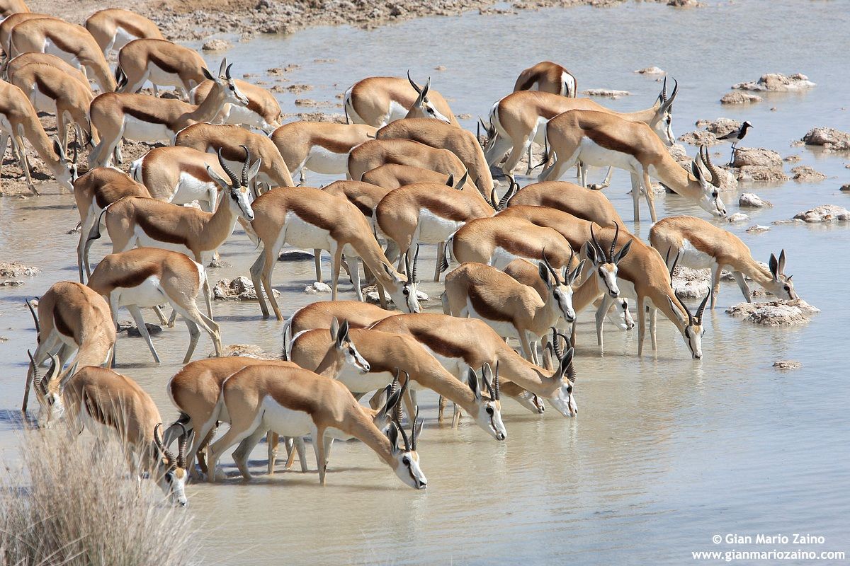 Antidorcas marsupialis / Antelope / Springbok