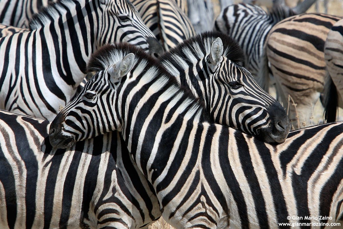 Equus zebra / Zebra / Zebras / Zébre