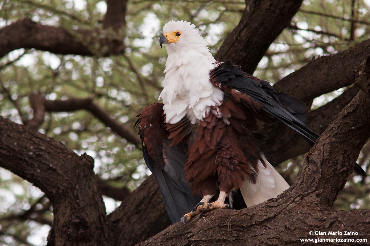 African Fish Eagle