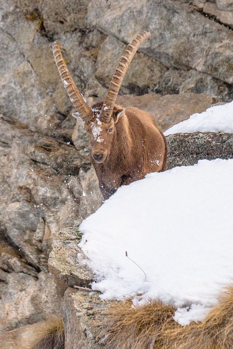 Ibex - Valsavarenche