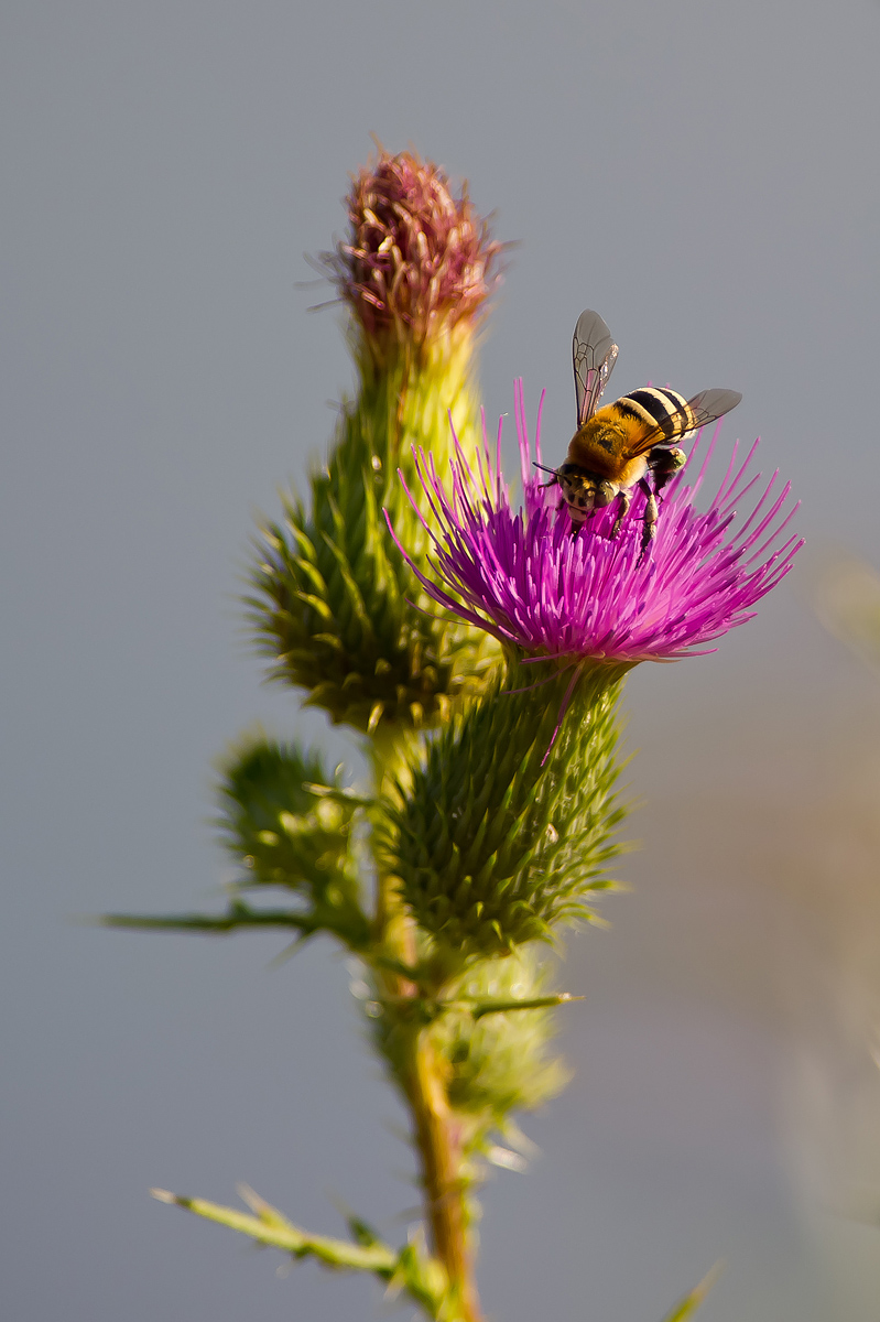 From flower to flower