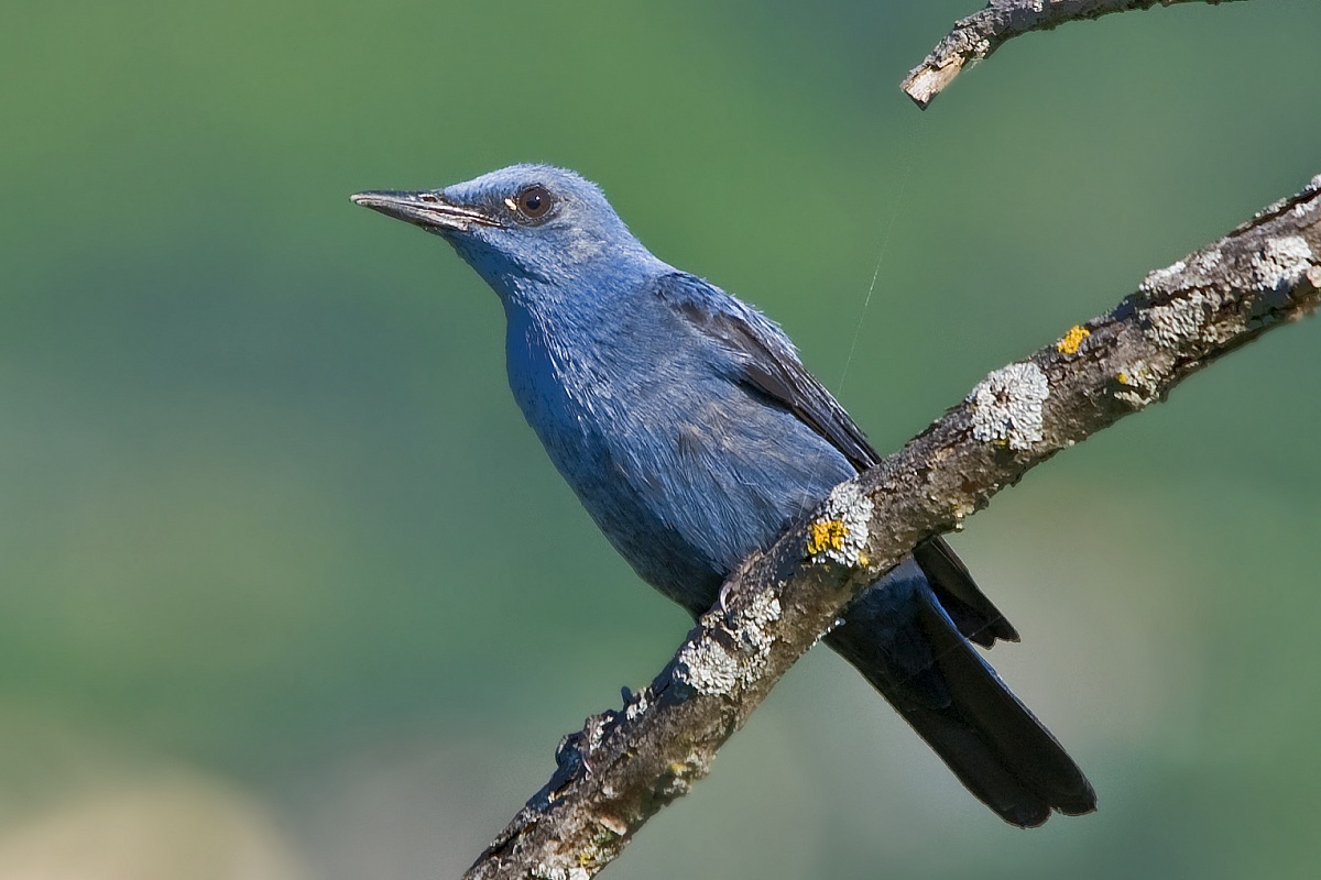 Blue Rock Thrush