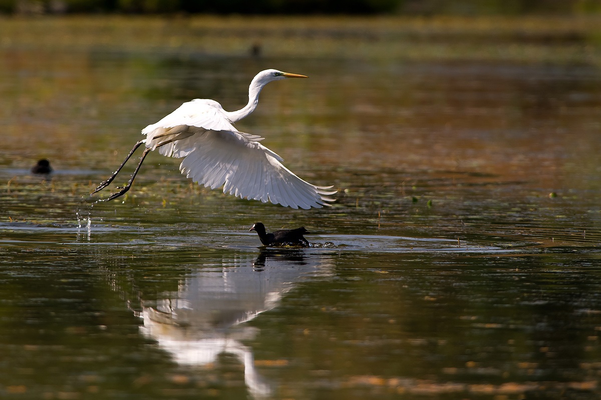 In flight